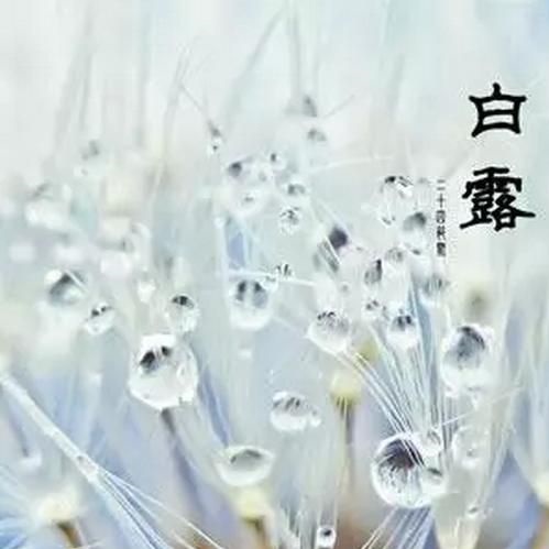 백로
